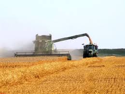 کاهش 40 درصدی برداشت گندم از مزارع استان بوشهر
