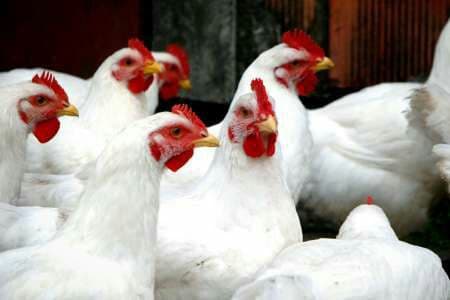 کشف ۱۳۰۰ قطعه مرغ قاچاق در کاشمر