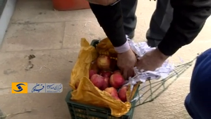 آغاز توزیع میوه عید در استان قزوین+ فیلم