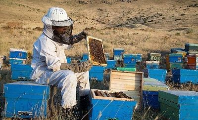 زنبورداران کشور، شناسنامه زنبورداری دریافت کردند
