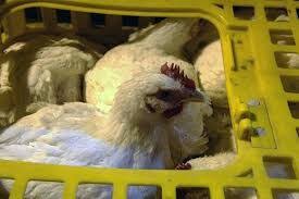 کشف یک کامیون مرغ زنده قاچاق در کاشمر