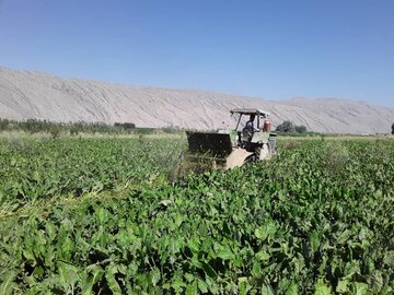 حمایت از کشاورزان خوزستانی با تشکیل نخستین قرارگاه برداشت پاییزه