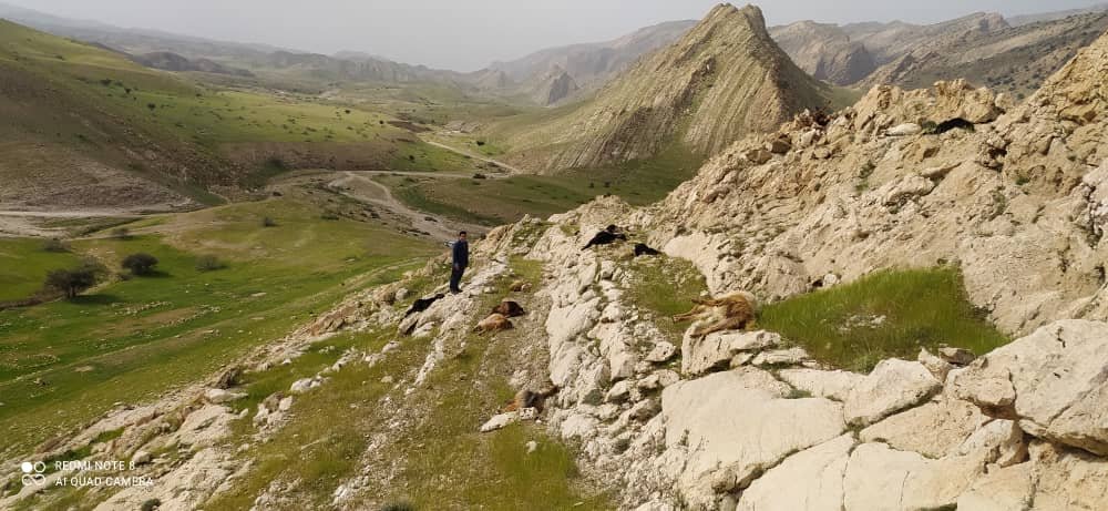 تلف شدن ۲۰ راس دام در بهمئی