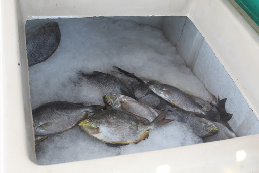 کشف ۸۰۰ کیلوگرم ماهی فاقد مجوز حمل در طبس