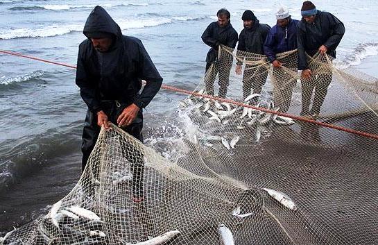 صید بیش از هزار تن ماهی