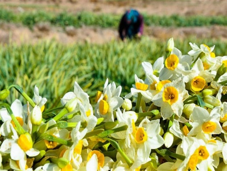 آغاز برداشت گل نرگس در شهرستان آبدانان