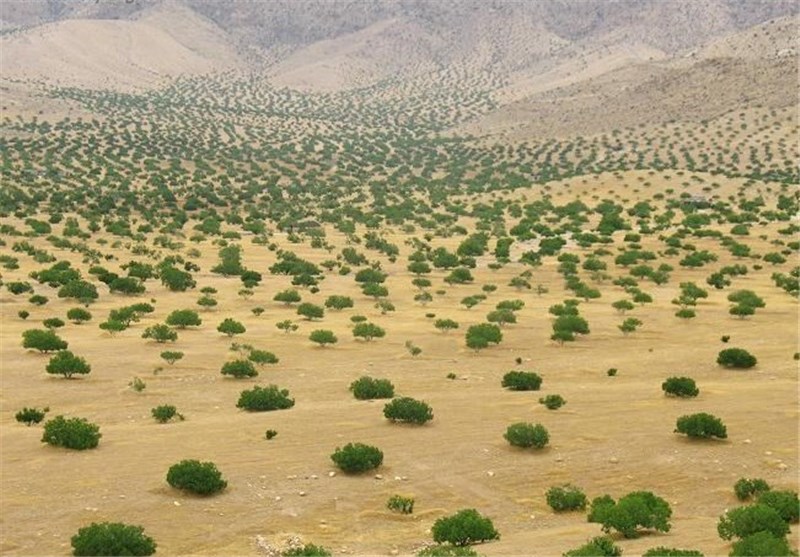 گرد و غبار پشت دیوار سبز دست و پا می‌زند