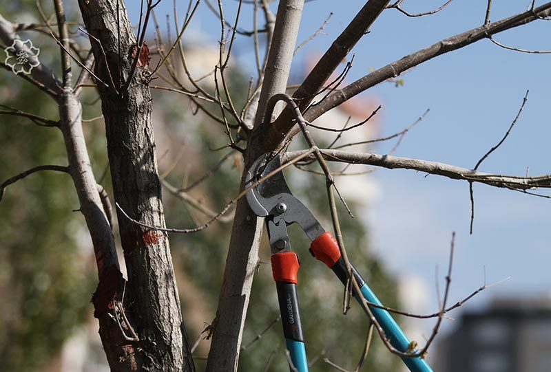 تاکید بر به تاخیر انداختن رشد درختان میوه در اردبیل