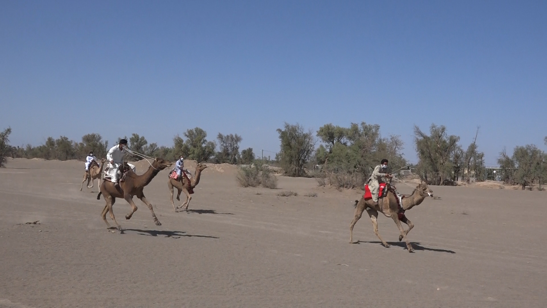 مسابقه شتر سواری در فهرج