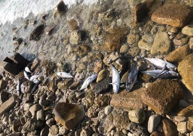 علت تلفات ماهی ها در ساحل عسلویه، آلودگی های نفتی نیست