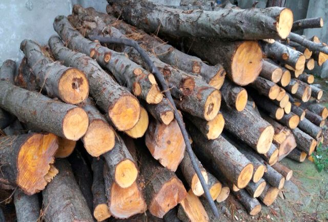 کشف ۳۵ تن چوب قاچاق در دشتستان