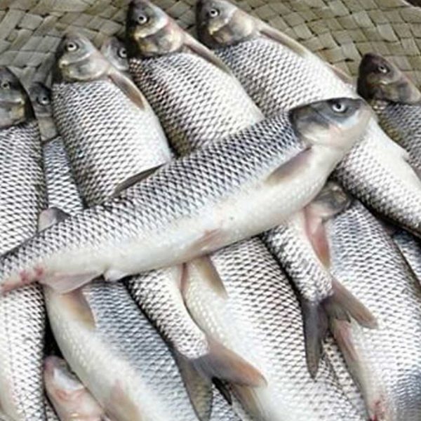 سرانه مصرف ماهی در همدان به بیش از ۸ کیلو رسید