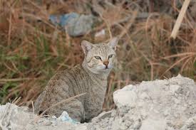 زیست هفت گونه گربه سان در طبیعت شیرکوه یزد