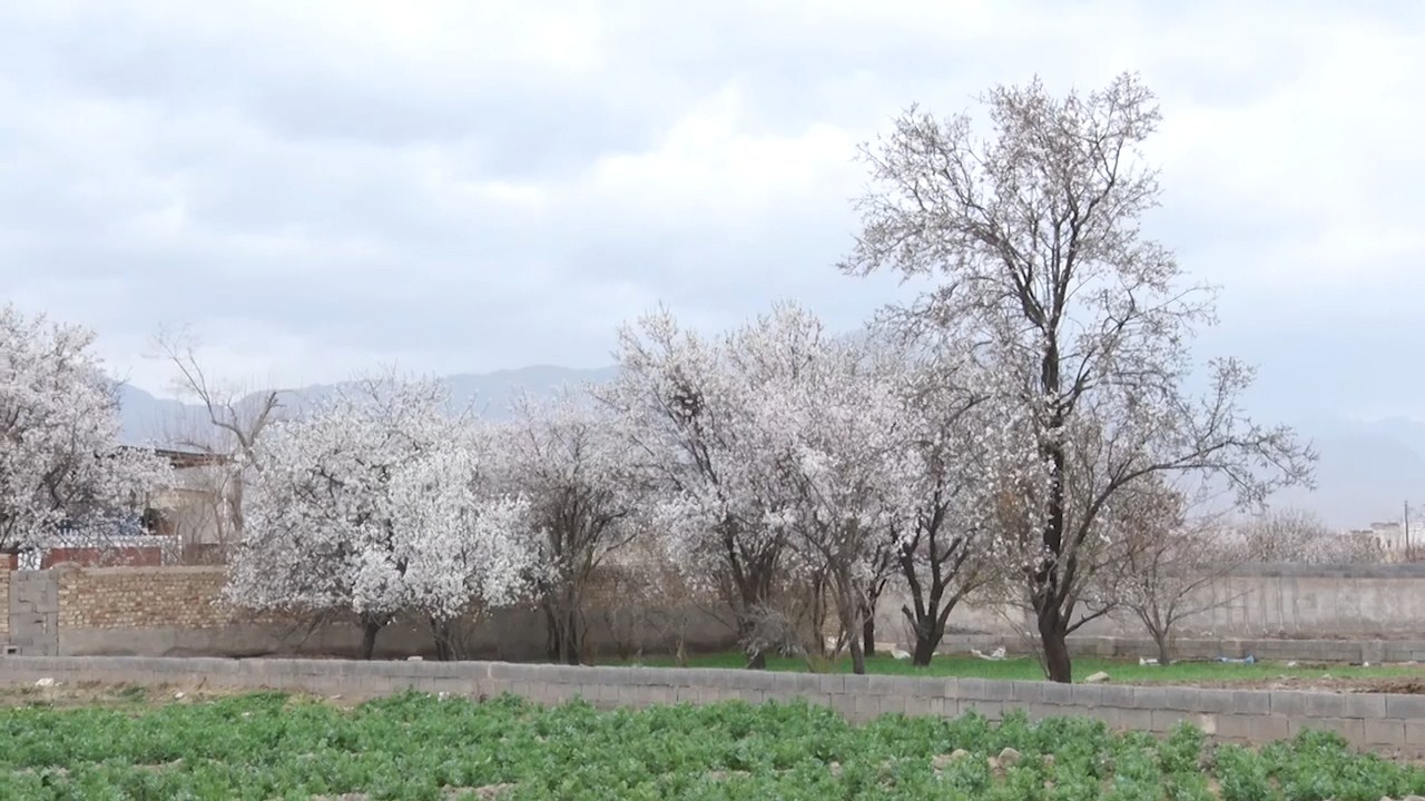 سرمازدگی بخشی از درختان بادام شهرستان کاشان