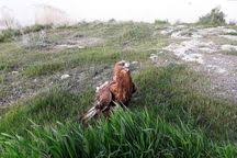 رهاسازی پرنده شکاری در تالاب میانگران