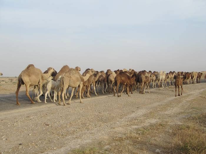 آغاز کوچ بهاره پرورش دهندگان به مناطق ییلاقی