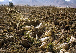 پیش بینی تولید ۲۳ هزار تن چغندر قند پاییزه در مناطق گرمسیری استان