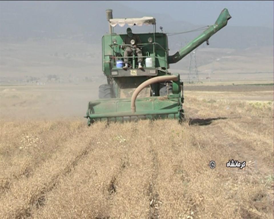 پیش‌بینی برداشت ۱۰۰ هزار تن نخود در استان کرمانشاه