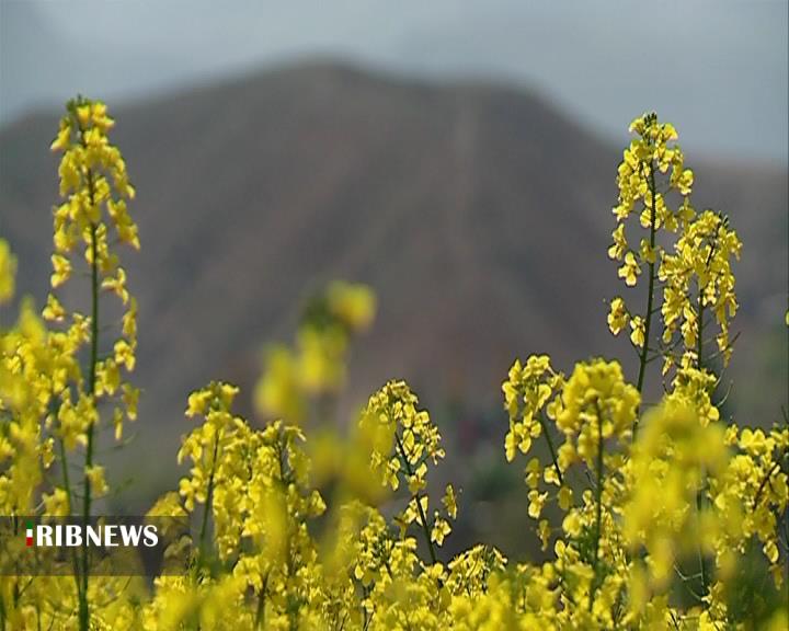 برنامه ریزی خرید چهار هزار تُن دانه روغنی در خراسان شمالی