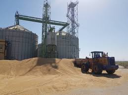 خرید بیش از 550 هزار تن گندم  و کلزا در خوزستان