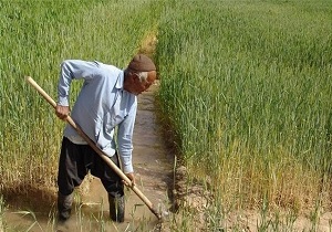 کشت گندم در 150 هکتار از اراضی نمین به روش بی خاک ورزی