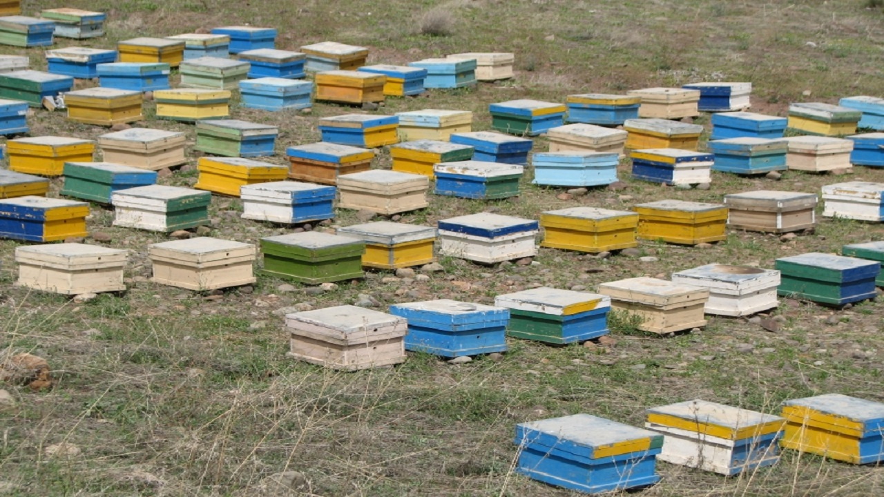 تولید سالانه ۹۰۰ تن عسل در قزوین