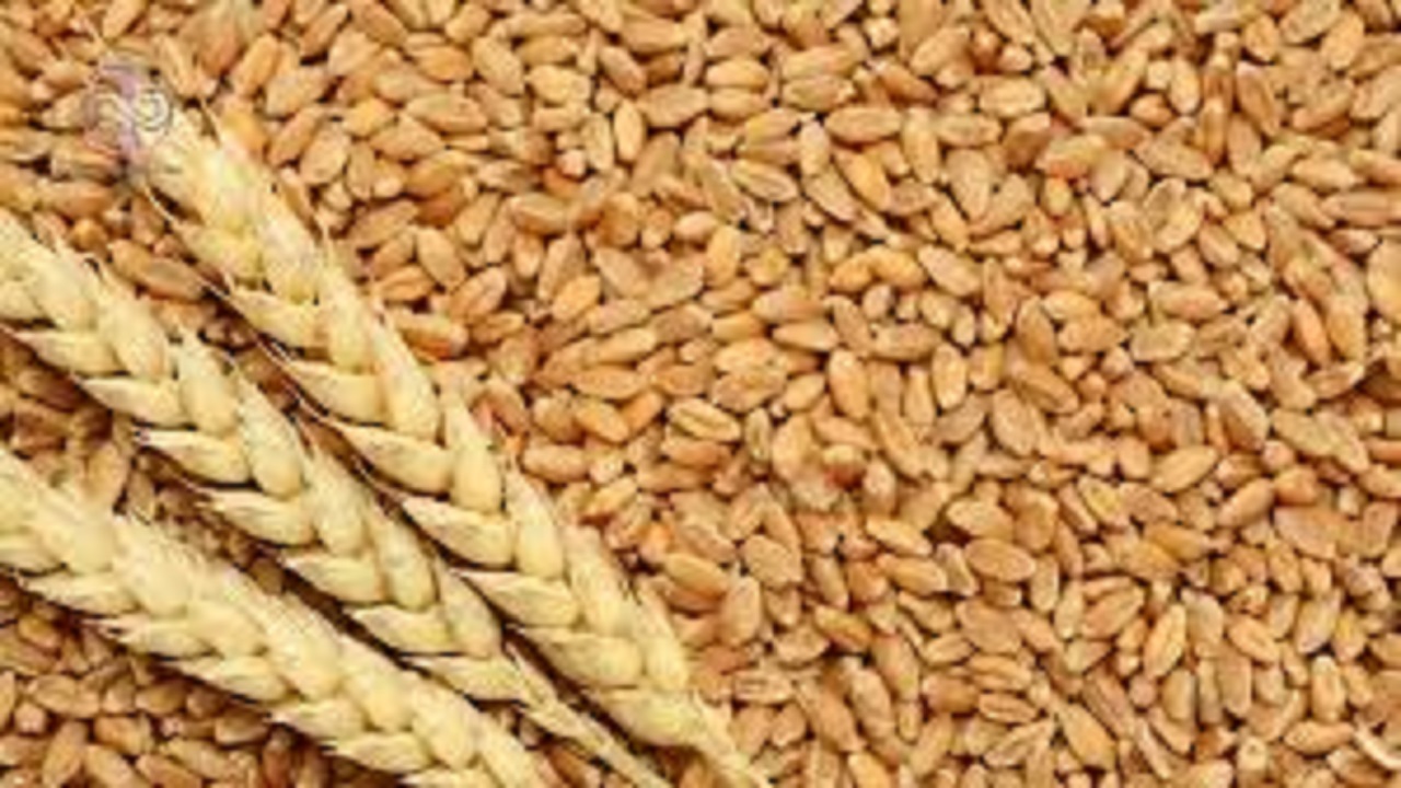 پیش بینی تولید حدود ۱۰ هزار تن بذر گندم و جو در قزوین