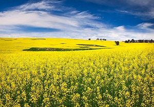 کلزاکاران مناطق معتدل و سردسیری استان مزارع خود را سم پاشی کنند