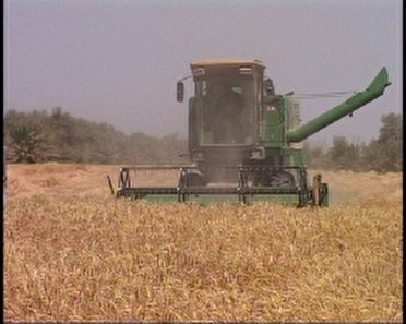 خرید 8 هزار تن گندم از کشاورزان جنوب سیستان و بلوچستان