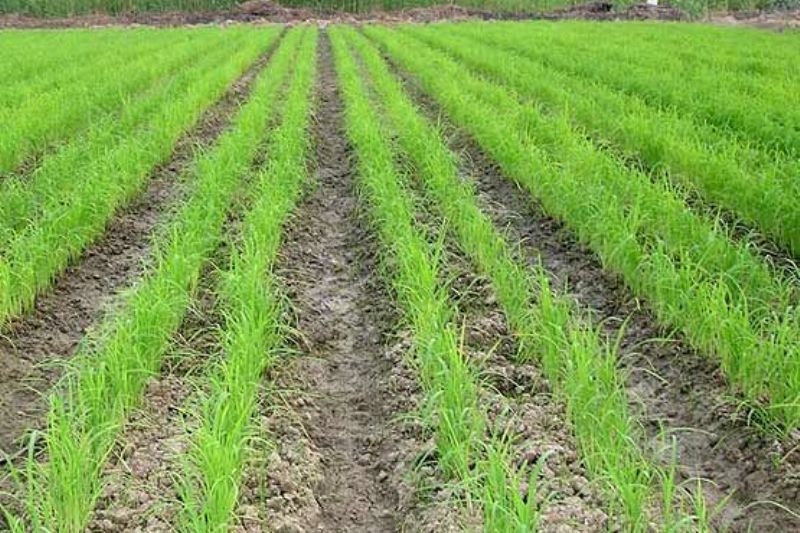 خشکه کاری برنج در قیروکارزین حمایت می‌شود