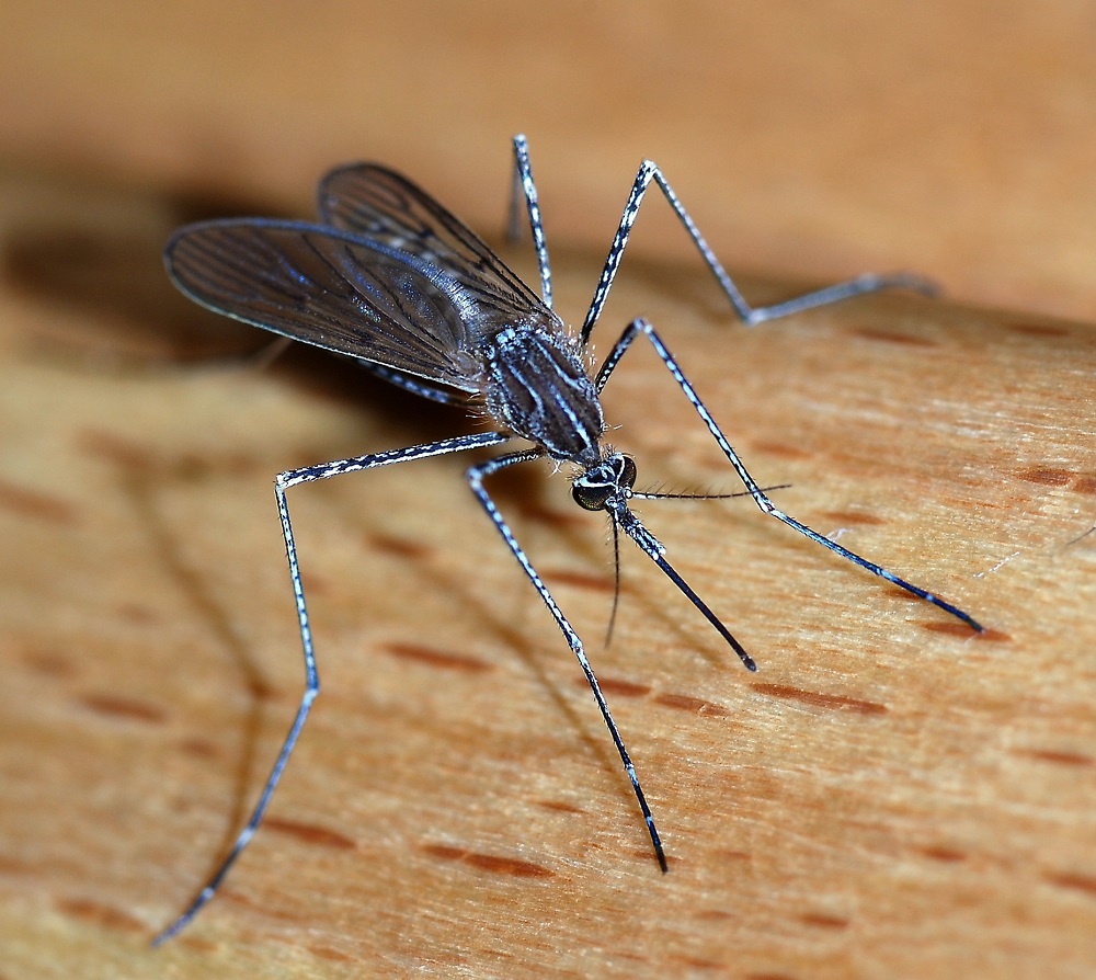 ویروس کرونا توسط حشرات خون‌خوار منتقل نمی‌شود
