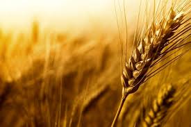 پیش بینی خرید تضمینی۶۰۰ هزار تن گندم در خراسان رضوی