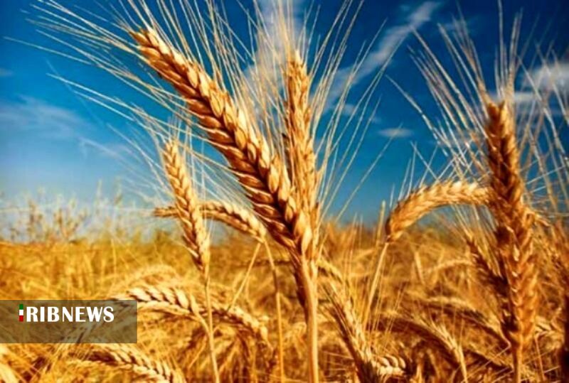 خرید تضمینی یک میلیون تن گندم از کشاورزان کردستانی