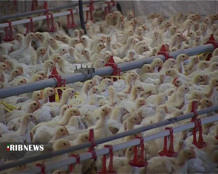 افزایش 30 درصدی تولید گوشت مرغ در مانه و سملقان