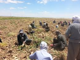 پائین بودن دانش روز؛ چالشی مهم در حوزه کشاورزی در تایباد
