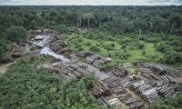 افزایش ۵۵ درصدی جنگل زدایی آمازون