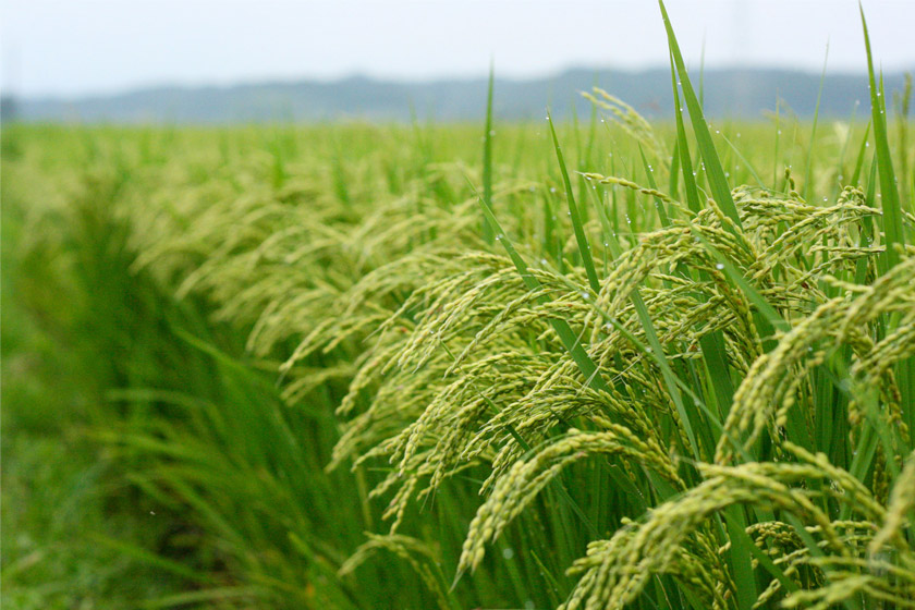 اجرای طرح محدودیت کشت برنج در فارس