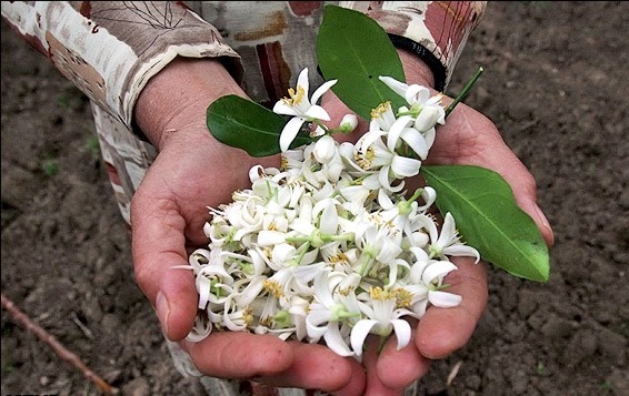 شکوفه های بهار نارنج در سبد باغداران گیلانی