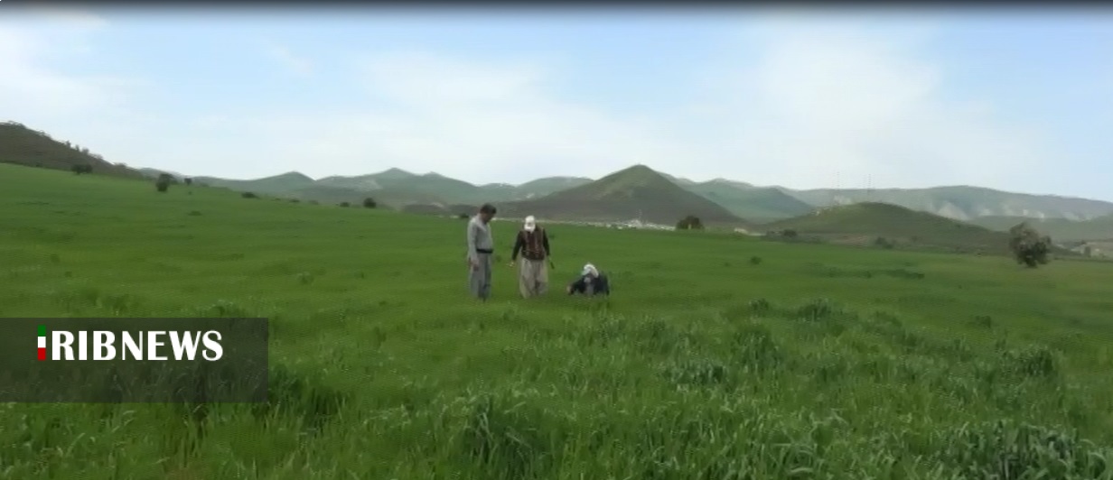 سمپاشی بیش از ۳۰۰ هکتار از مزارع زیر کشت مریوان