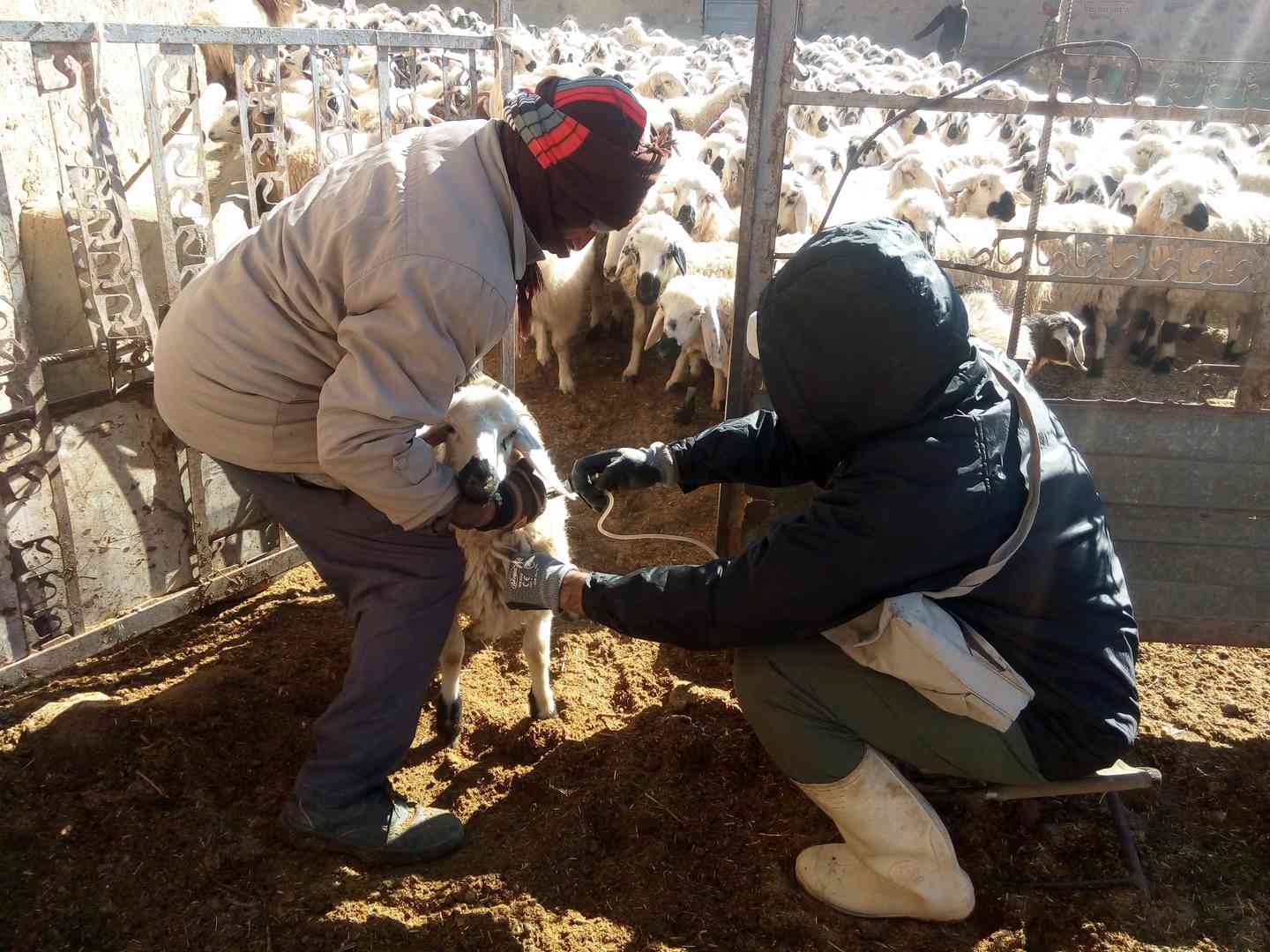 آغاز واکسیناسیون دام‌ها علیه بیماری طاعون نشخوار کنندگان کوچک