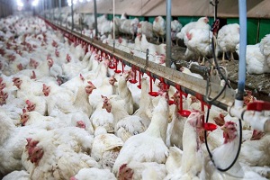 کاهش ۱۷ درصدی شاخص قیمت تولیدکننده مرغداری‌های صنعتی