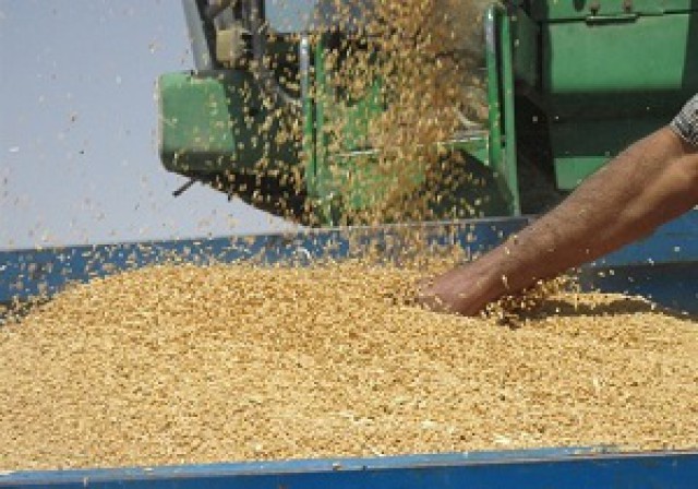 افزایش خرید گندم در اهواز