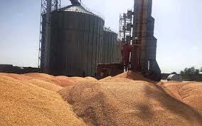 خرید تضمینی بیش از ۵۰۰ تن گندم در مناطق گرمسیری استان
