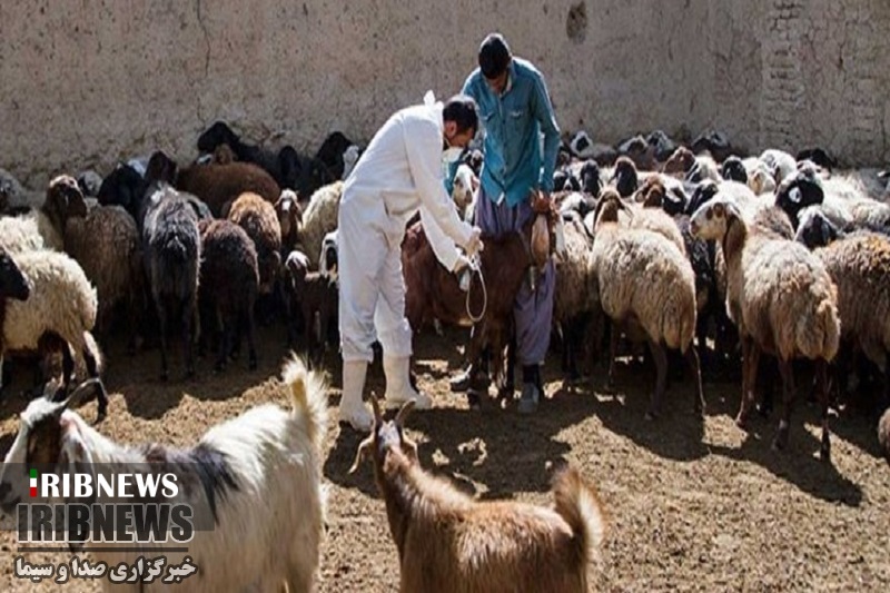 انجام رایگان واکسن تب برفکی در کردستان
