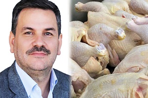 تولید مرغ با وزن استاندارد، اولویت جدی کشور