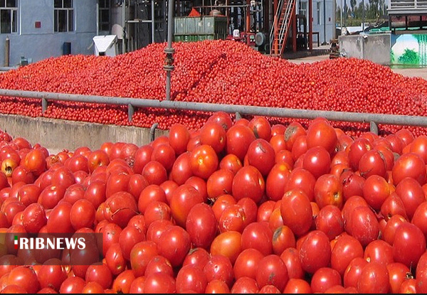 گلایه کشاورزان دلگانی از قیمت گوجه