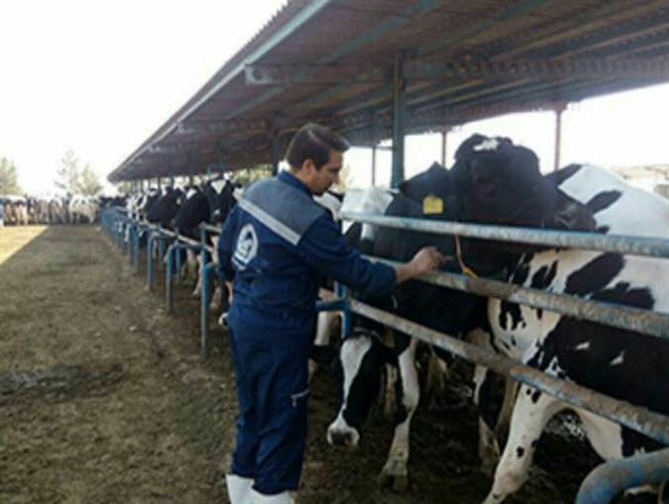 اعلام افزایش 3 برابری تولید شیر در گاوداری صنعتی رشتخوار در سال جهش تولید