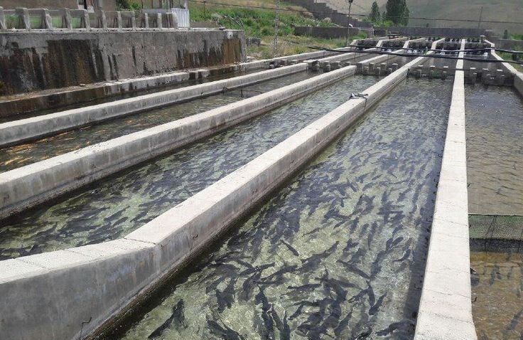 مزارع ماهی آذربایجانغربی عاری از بیماری ویروسی