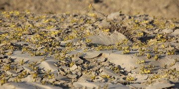 کمبود تجهیزات برای مبارزه با ملخ صحرایی