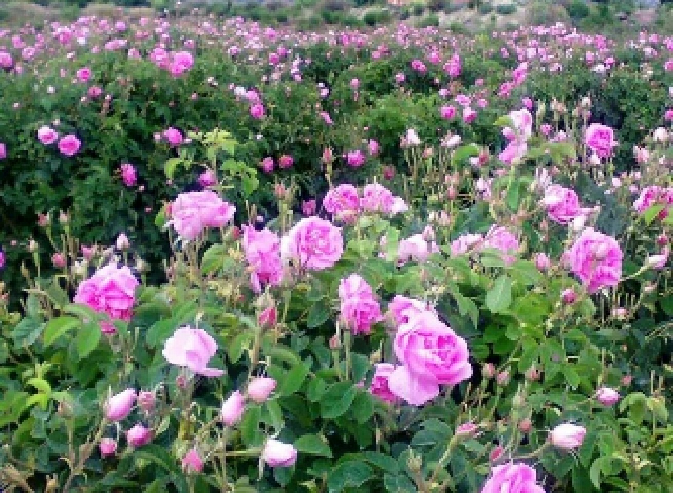 پیش بینی افزایش برداشت گل محمدی در تایباد